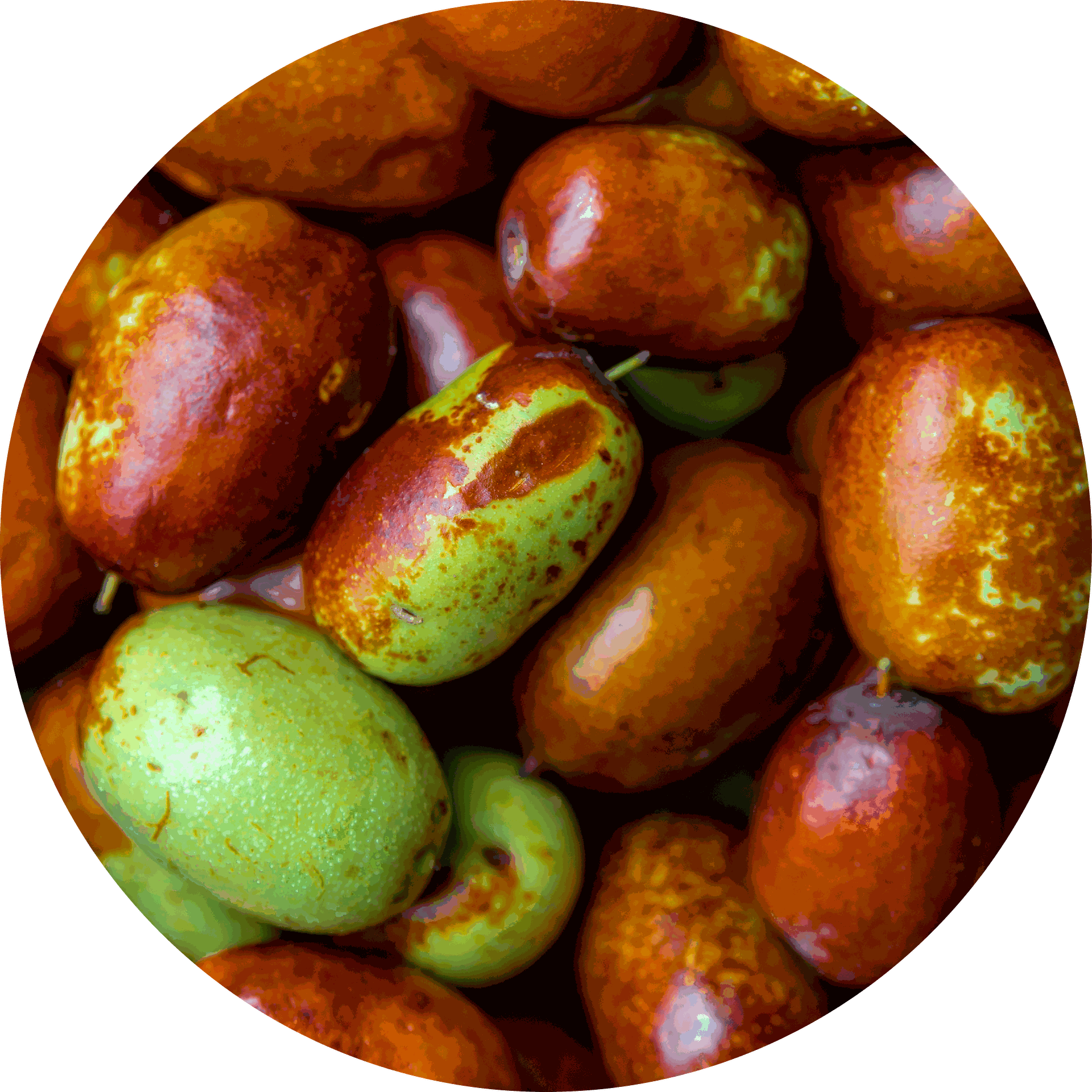 Complexe de Jojoba