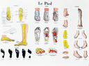 Anatomical foot board