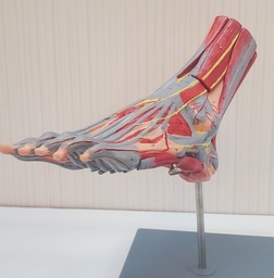 [0200045] Pied musculaire